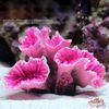 2KJLAquarium-Coral-Ornaments-DIY-Fish-for-Tank-Decoration-Artificial-Reef-Colorful-Resin-Ornament-Eco-friendly-Safe.jpg
