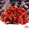 mSSpAquarium-Coral-Ornaments-DIY-Fish-for-Tank-Decoration-Artificial-Reef-Colorful-Resin-Ornament-Eco-friendly-Safe.jpg