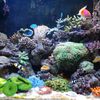 bkKVAquarium-Artificial-Coral-Fish-Tank-Landscape-Decoration-Plant-Simulation-Vivid-Soft-Coral-Ornament-Fish-Tank-Decoration.jpg