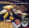 N88f10pcs-Astaxanthin-Aquarium-Fish-Tank-Tablet-Pills-Fish-Food-Non-toxic-Supplies-Shrimp-Aquarium-Feeding-Fish.jpg
