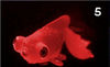 zuVB1pc-Silicone-Artificial-Night-Luminous-Hippocampus-Fish-Tank-Aquarium-Ornament-Underwater-Sea-Horse-Fish-Decoration-Pet.jpg