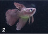 o5X71pc-Silicone-Artificial-Night-Luminous-Hippocampus-Fish-Tank-Aquarium-Ornament-Underwater-Sea-Horse-Fish-Decoration-Pet.jpg