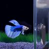ZqE6Acrylic-Aquarium-Betta-Mirror-Fish-Tank-Floating-Round-Mirror-For-Fish-Betta-Flowerhorn-Cichlid-Training-4cm.jpg