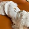 uD3aAutumn-and-Winter-Pet-Hooded-Sweater-Cute-Star-Sweater-Dog-Bottom-Coat-Cat-Sweater-Dog-Casual.jpg