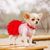 LAWTCute-Small-Medium-Cat-Dog-Princess-Dresses-Puppy-Bow-Knot-Dress-Pet-Tutu-Dresses-Striped-Mesh.jpg