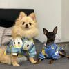 mpojXs-Dog-Clothes-for-Small-Dogs-Girl-Puppy-Clothing-for-Small-Dogs-Boy-Cat-Jacket-Personalise.jpg