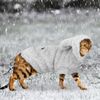 7tsFWarm-Cat-Clothes-Winter-Pet-Puppy-Kitten-Coat-Jacket-For-Small-Medium-Dogs-Cats-Chihuahua-Yorkshire.jpg