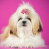 MxOE20PCS-Red-Pink-Series-Dog-Bows-Valentine-s-Day-Bows-for-Dogs-Cute-Cat-Dog-Bows.jpg