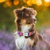 D6LpCustom-Large-Dog-Collar-Cute-Print-Personalized-Pet-Collar-Nylon-Puppy-Dogs-ID-Collars-Engraved-Name.jpg