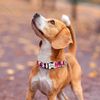 PzJ7Personalized-Dog-Collar-Adjustable-Nylon-Pet-Buckle-Collars-Free-Engraving-Anti-lost-Dog-Necklace-For-Small.jpg