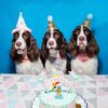 PmJmShiny-Dog-Birthday-Hat-Decorative-Dog-Hat-Pet-Headband-Pet-Headwear-for-Dogs-Cats.jpg