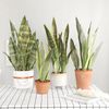 JkNAArtificial-Plants-for-Home-Garden-Decoration-Plastic-Sansevieria-Branch-DIY-Bonsai-Outdoor-Fake-Plants.jpg