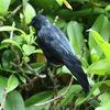 Xew5Simulation-Halloween-Black-Raven-Crow-Natural-Prop-Scary-Pest-Repellent-Control-Pigeon-Repellent-Raven-Decoration-Party.jpg