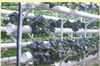 9A9n50Pcs-Plant-Grow-Net-Nursery-Pots-Cup-Hydroponic-colonization-Mesh-plastic-Basket-holder-vegetable-Planter-Soilless.jpg