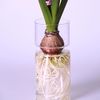 9l87Clear-Glass-Hyacinth-Vase-Transparent-Flower-Plant-Bottle-Pot-DIY-Ornaments-Home-Living-Room-Garden-Decoration.jpg