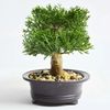 PXq8Simulation-Plants-Pine-Needles-Bonsai-Artificial-Decoration-Rollo-De-Vaya-De-Hojas-Artificiales-Home-Decor-Accessories.jpg