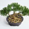 0Aq9Simulation-Plants-Pine-Needles-Bonsai-Artificial-Decoration-Rollo-De-Vaya-De-Hojas-Artificiales-Home-Decor-Accessories.jpg