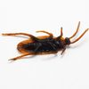 ECNMArtificial-Fake-Roaches-Novelty-Cockroach-trick-Prop-Scary-Insects-Realistic-Plastic-Bugs-Funny-Halloween-Party-Spoof.jpg