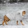 uWjgWarm-Cat-Clothes-Winter-Pet-Puppy-Kitten-Coat-Jacket-For-Small-Medium-Dogs-Cats-Chihuahua-Yorkshire.jpg