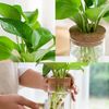 sOBDHydroponic-Plant-Home-Vase-Decor-Transparent-Hydroponic-Flower-Pot-Soilless-Plant-Pots-Office-Desktop-Green-Plants.jpg