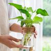 ZBFuHydroponic-Plant-Home-Vase-Decor-Transparent-Hydroponic-Flower-Pot-Soilless-Plant-Pots-Office-Desktop-Green-Plants.jpg