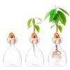 Hyu5Avocado-Seed-Starter-Vase-Transparent-Glass-Vase-Vase-for-Growing-Plant-Glass-Seed-Growing-Kit-for.jpg