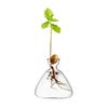 899qAvocado-Seed-Starter-Vase-Transparent-Glass-Vase-Vase-for-Growing-Plant-Glass-Seed-Growing-Kit-for.jpg