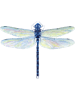 Spatterdock Dragonfly.png