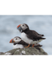 Puffin Perfection.png