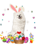 Dog Samoyed Cute Samoyed Easter Day Bunny Eggs Easter Costume Womens.png
