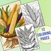 Corn Coloring Pages 1.jpg