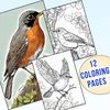 American Robin Coloring Pages 1.jpg