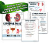 Urinary System Renal Study Guide, Med-Surg III Genitourinary Bundle (2).png
