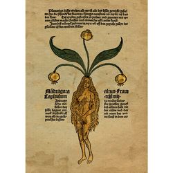 female mandrake root. vintage botanic poster. medieval style reproduction. rustic home decor. 763.