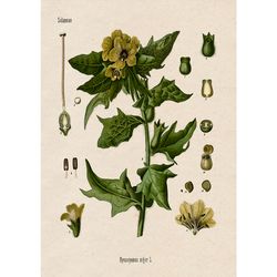 Witch's plant henbane. Witchcraft art print. Vintage botanical home decor. Wiccan style art. Herbal gift. 372.