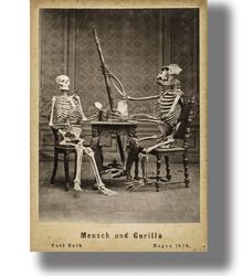 human and gorilla skeletons sitting at a table. mediecal wall decor. reproduction of a victorian photograph. 530