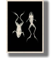 vintage x-ray frogs photo. scientific poster. retro zoology print. animal lover print. vintage animal home decor. 895.