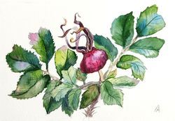 Rose hip painting original watercolor art fruit plant artwork