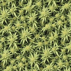 Cannabis Arrangement 45 Tileable Repeating Pattern