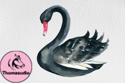 Watercolor Black Swan Clipart Volume  Design 102