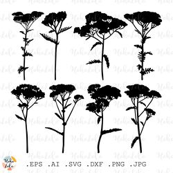 Yarrow Svg, Yarrow Silhouette, Yarrow Herb Cricut, Yarrow Plant Stencil Templates Dxf, Yarrow Clipart Png