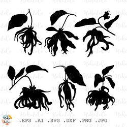 Ylang Svg, Ylang Silhouette, Ylang Cricut, Ylang Stencil Templates Dxf, Ylang Clipart Png, Plant Svg