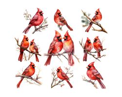Watercolor Red Cardinal Clipart , Memorial, Cardinal Clipart, Remembrance PNG,Digital Paper Clipart,Watercolor Illustrat