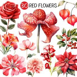 Watercolor Red Flowers PNG | Floral Clip art Collection Beautiful Christmas Poinsettia Ruscus Rose Anemone Amaryllis