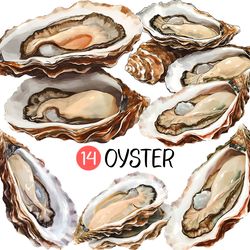 Oyster PNG | Seafood clip art illustration planner sticker digital download restaurant menu clamshell under the Sea Half