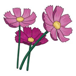 Three cosmos flowers with yellow stamens and pink petals | SVG PNG EPS clipart one Purple plant illustration design Cute