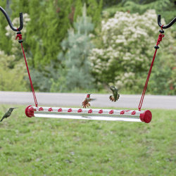 birds friends hummingbird feeder