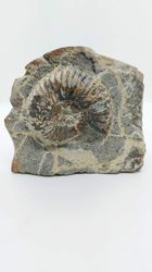 Ammonite on rock, fossils, ammonites fossil