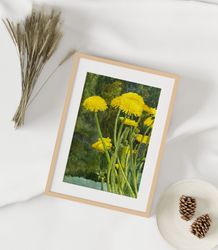 Dandelion Flower -Vintage Home Decor, Dandelion, plants prints. flowers