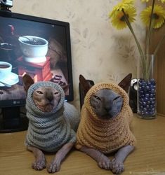 cat clothes, cat sweater, sphynx clothes, sphynx sweater, warm sphynx clothes, warm cat clothes, warm cat sweater, soft cat sweater, soft cat clothes